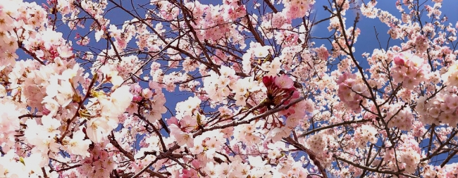 綺麗な桜が咲き誇るために Sakuracap 発売開始 株式会社メンズオータニのプレスリリース