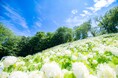 初夏の東京に、奇跡の花景色。「秋川渓谷あじさいまつり2026」開催