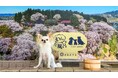 旅行メディア「旅色」で「丹泉ホテル」が提供する宿泊プランの販売を開始しました