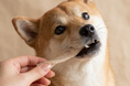 【新商品／犬用ガム／国産】『モチモチ食感』新しい発想の愛犬用オーラルガム「ながもちスパイラルガム」兵庫県たつの市 犬用オーラルガム専門メーカー株式会社ダイワから2026年7月1日発売