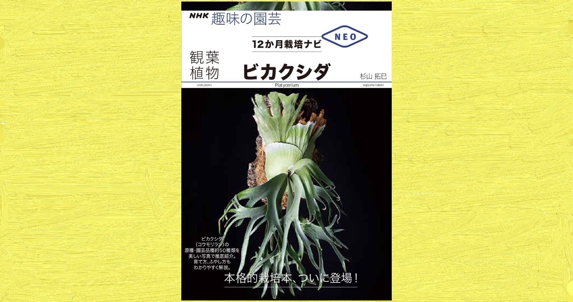 近ごろ大人気のビカクシダ コウモリラン の本格的栽培書ついに刊行 12か月栽培ナビneo 観葉植物 ビカクシダ ８月18日発売 株式会社ｎｈｋ出版のプレスリリース