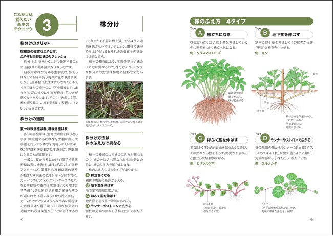 「これだけは覚えたい基本のテクニック３.　株分け」