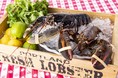 グランド・セントラル・オイスター・バー&レストラン 品川店「LOBSTER PARTY!!」 開催