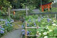 世界遺産‧熊野那智⼤社で「紫陽花祭」開催 約3,000株が彩る紫陽花園を⼀般公開