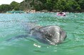 日本で唯一、くじらと一緒に泳げる海水浴場　太地町「くじらに出会える海水浴場」を今夏開催