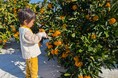 和歌山の優良品種「ゆら早生」を海南市下津町で食べ放題 藤原農園が秋限定のみかん狩り収穫体験を開催