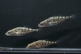 琵琶湖博物館水族トピック展示　「ハリヨの稚魚、元気に生育中です！」開催中