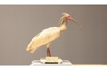 琵琶湖博物館30周年記念企画展示関連セミナー　「日本のトキの過去・現在・未来－身近な水辺にすむ生き物と人の未来」を開催します