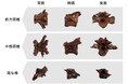 新属新種と報告されたオオサンショウウオ化石を展示します