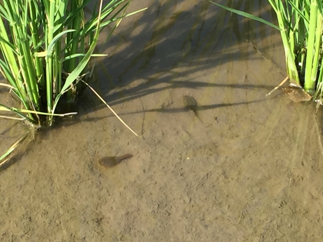 初めて見るカブトエビに子供達も大はしゃぎ。カブトエビが悠々と泳ぐ農薬を極力使わない田んぼ