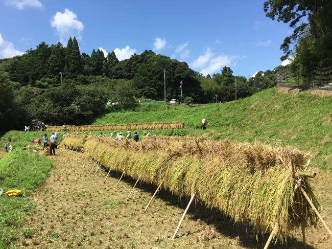 大人も夢中！田植えや稲刈りの体験は、生きた教材として子育て世代に大人気！