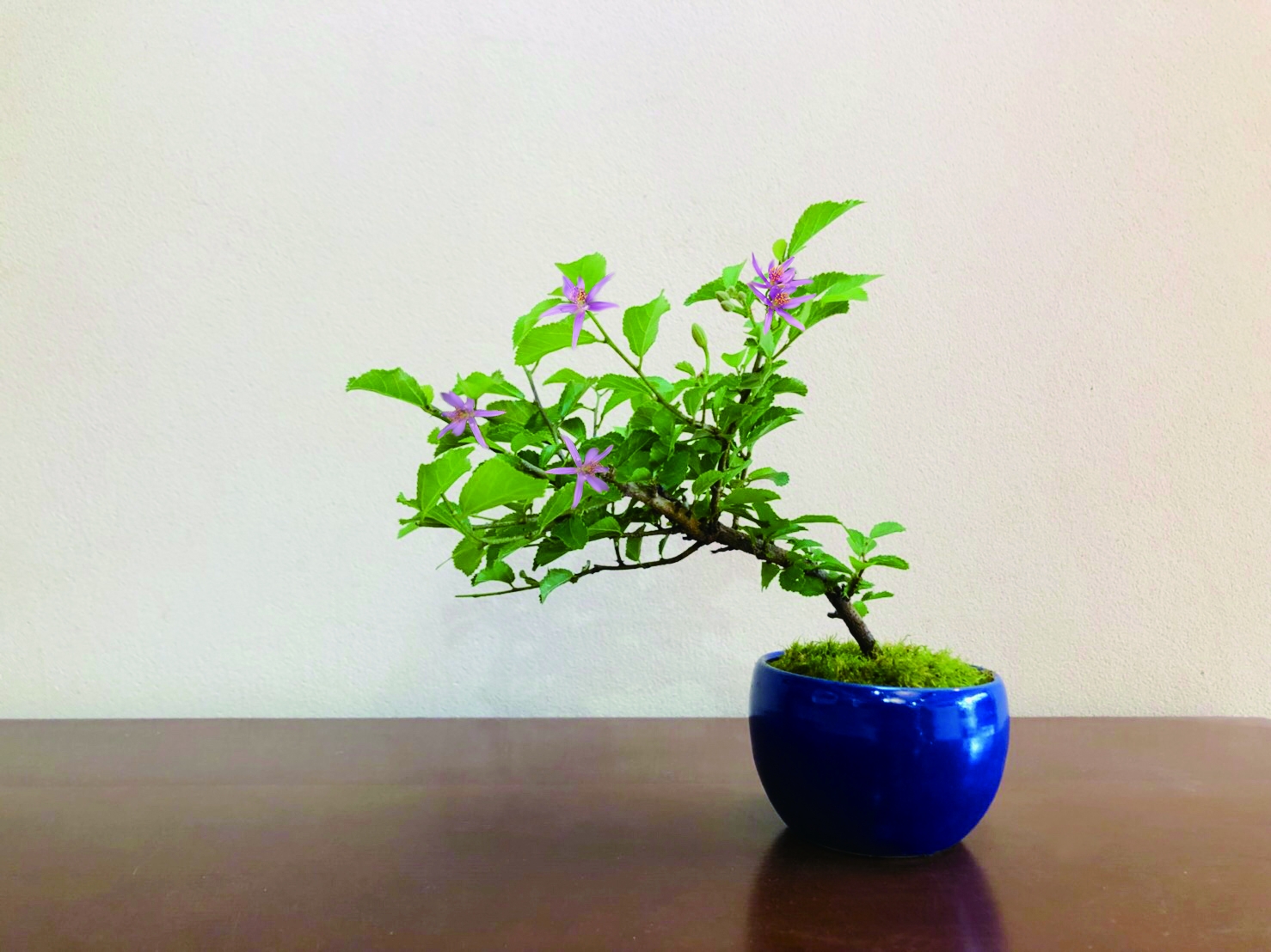 ロフト 清香園のbonsai Coedoビール 銀座ロフト開催 株式会社ロフトのプレスリリース ロフト 清香園のbonsai Coedoビール 銀座ロフト開催 株式会社ロフトのプレスリリース