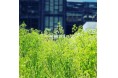 【ロフト】銀座ロフト、屋上緑地で無農薬栽培&地産地消 第2回「銀座ルーフガーデン」始動!