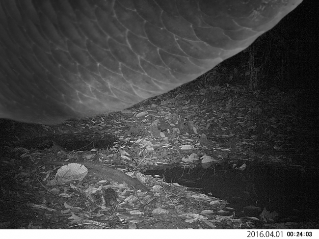 ©WWF Japan　スマトラ島のカメラトラップ（調査用自動カメラ）で撮影された龍と思われる動物