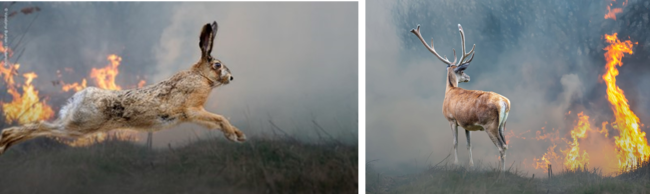 火を避けて逃げるヤブノウサギ（左）とアカシカ（右）©Volodymyr Burdiak  Shutterstock