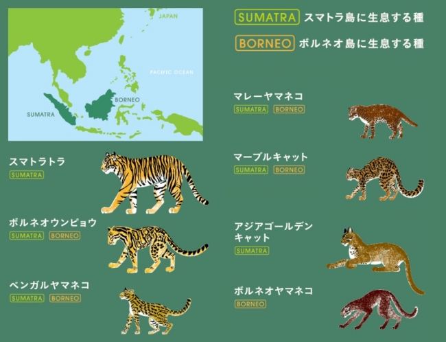 2 22ネコの日には 野生ネコにも支援を キャンペーン 野生ネコの王国 実施中 Wwfジャパンのプレスリリース