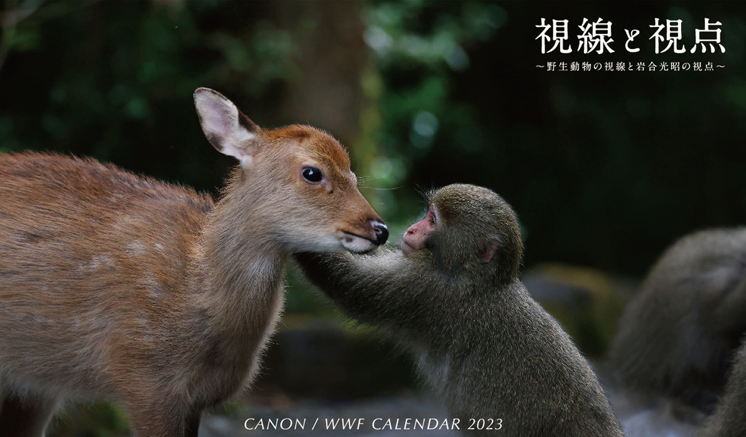 キヤノン/WWF 岩合光昭カレンダー2023 視線と視点～野生動物の視線と