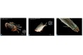 九州大学との共同開発:世界的に貴重な佐賀県東与賀の生き物の3Dデジタル図鑑を発表