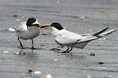 【連続セミナーのご案内】WWFと学ぶ!生物多様性スクール2025 第1回「渡り鳥の危機~湿地の重要性とは?」
