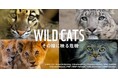 世界の野生ネコ科動物の約75%が危機的状況に 野生ネコを守ろう!生息地保全や密猟対策のための寄付キャンペーン『WILD CATS その瞳に映る危機』を開始