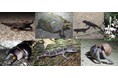 野生生物の違法・過剰利用による絶滅を防ぐため、27の企業・団体が共同宣言に賛同