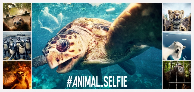 10 4世界動物の日に 世界中の動物たちが自撮り写真で警告開始 Animal Selfie キャンペーンがスタート Wwfジャパンのプレスリリース