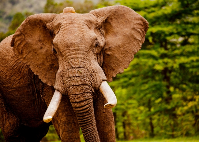 アフリカゾウ ©Greg Armifield／WWF-UK