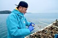 牡蠣卸直送の三陸産生牡蠣が１個１００円（税別）