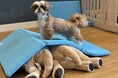 自宅で愛犬の運動習慣を支える三つ折りマット「AirSlope」、Makuakeで先行販売