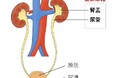 上部尿路（腎盂・尿管）がん術後の膀胱内再発予防にピラルビシン膀注療法が有効であることを証明