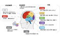 一般社団法人T-NEXT、MITS Technologiesと「卓球による認知症予防・改善に関する共同研究」の一次調査結果報告