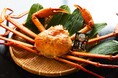 【富山・魚津】カニ籠漁発祥の地に残る漁船は3隻。はりたやが引き継いだ「栄進丸」の紅ズワイガニが1杯2,200円から、ご購入で干物プレゼント〈10月1日〜21日〉