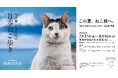 猫好き必見！岩合光昭氏による「岩合光昭の日本ねこ歩き」写真展が夏休み特別企画として開催