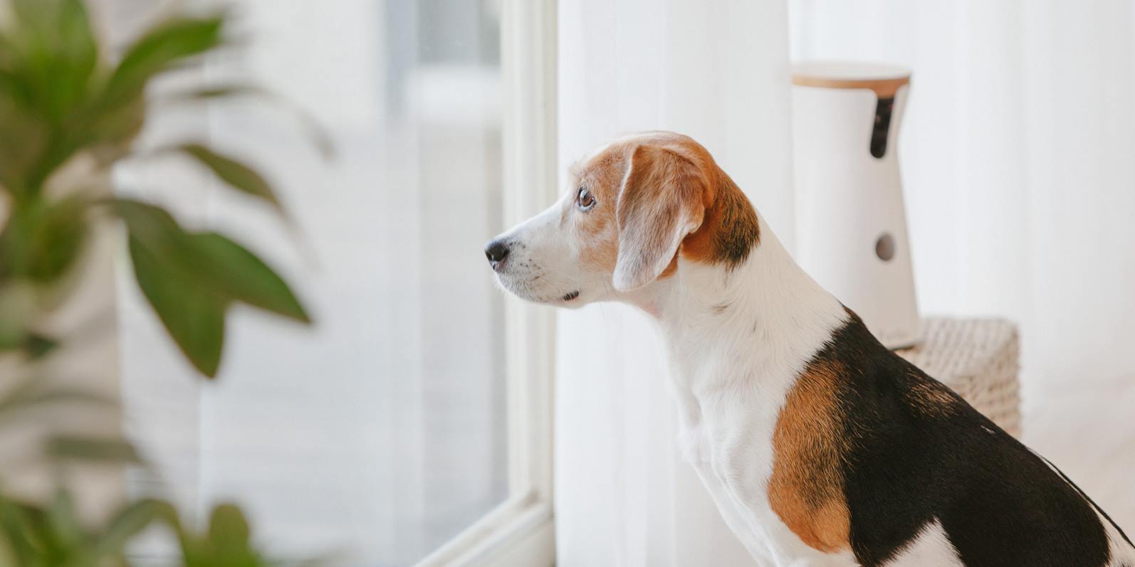 愛犬の お留守番 は 世界共通の心配事 心配なお留守番の対策は 特に何もしていない が過半数に Tomofun 株式会社のプレスリリース