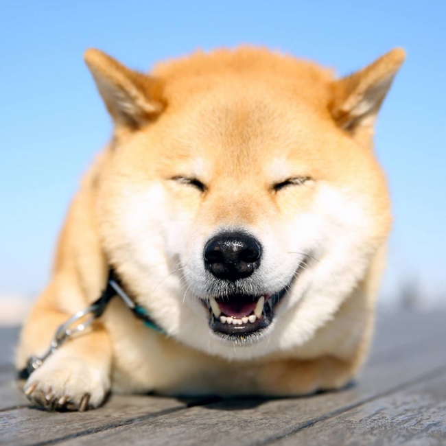 5月13日は愛犬の日 愛犬家が選ぶ憧れのsns犬アカウント Top3とは Tomofun 株式会社のプレスリリース