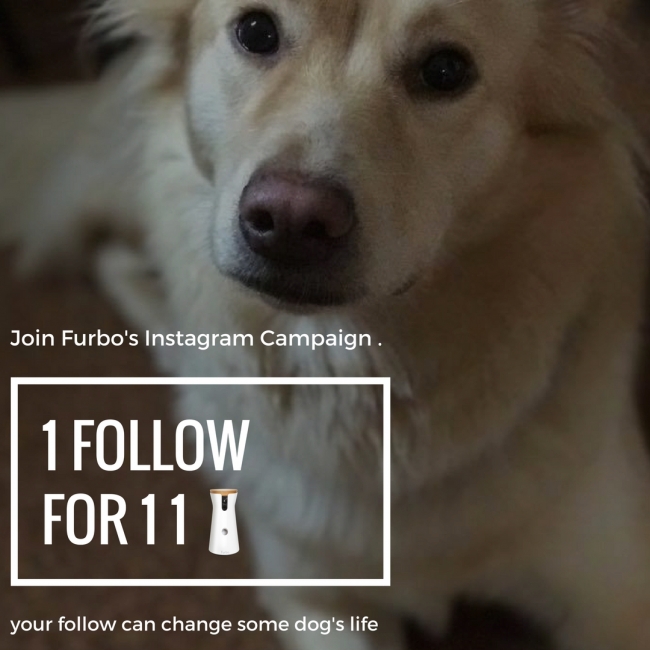 Instagramで保護犬活動に参加したら Furboが当たる ドネーション型プレゼントキャンペーン 1 Follow For 11 Wan Wan を始動 Tomofun 株式会社のプレスリリース