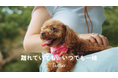 ペットカメラブランドFurboが、新Web CMを公開!「働く飼い主と愛犬との絆」を描いたストーリーを紹介