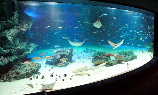 サンシャイン水族館1F「大海の旅」の中央にある、人気の大水槽「サンシャインラグーン」（画像提供：サンシャイン水族館）