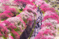 長野県阿智村 日本一の桃源郷 花桃まつり 2025年4月12日(土)から開催