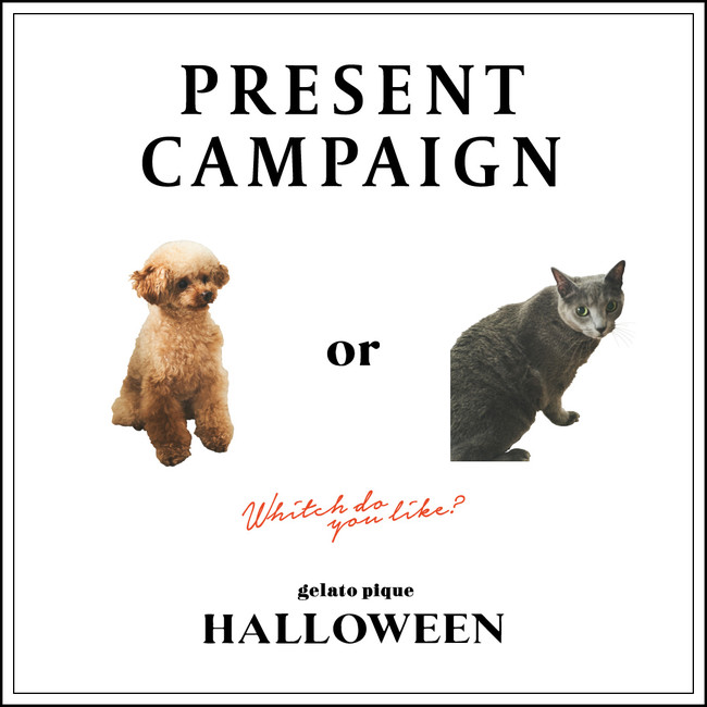 ジェラート ピケ】あなたは犬派？猫派？ おうちで楽しむハロウィン限定