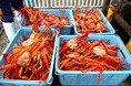 【能登半島地震 復興支援】輪島のカニ漁を救え！賞味期限の壁（生食で半日→4日）を突破する独自技術「LIV WATER」と最上級の鮮度維持「鬼絞め」を被災地へ