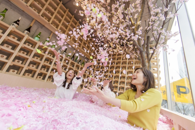 120万枚の桜の花びらに埋もれる 体験型インドア花見 今年は佐賀の新