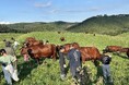 【夏休み最後の旅育・参加者募集】牛とふれあい、「いただきます」の意味を学ぶ2日間。岩手県久慈市で親子向け「いのちの物語体験」開催