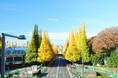 南青山のTHE AROMA SPA AOYAMAが国際スパアワードで『Best Boutique Spa in Japan』を受賞。神宮外苑いちょう並木シーズンに向け、メディア取材・撮影を受付開始