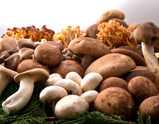 しゃぶしゃぶ温野菜に きのこの森 が出現 世界のきのこ好きに送る 秋のファン感謝祭 温野菜きのこ ミュージアム イベント開催 株式会社レインズインターナショナルのプレスリリース