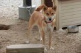 【福岡県庁】目標金額２００万円！「福岡県犬猫飼養環境整備事業」 クラウドファンディング開始！
