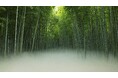 竹雲海 | 竹林に“雲海”が現れる新体験が誕生