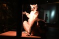 閉館後のニフレルで、夜の生きものたちに出会う！夏休み限定イベント『夜にふれる』開催！7月24日(金)スタート！