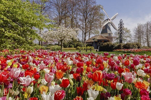 キューケンホフ公園は4時間滞在 (C)Keukenhof