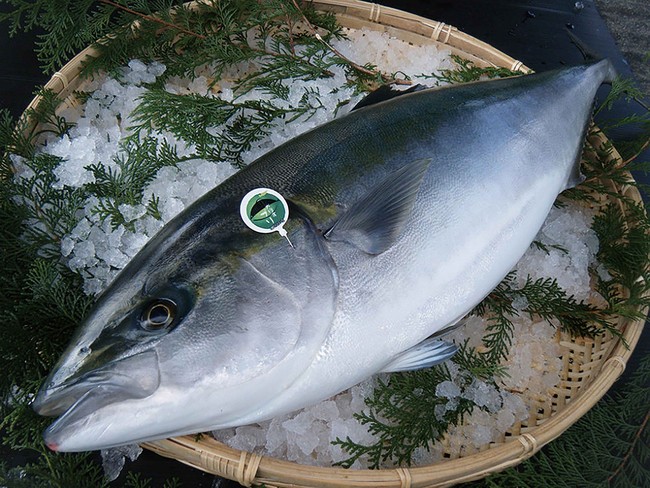 大分県「かぼすブリ」(一例) 